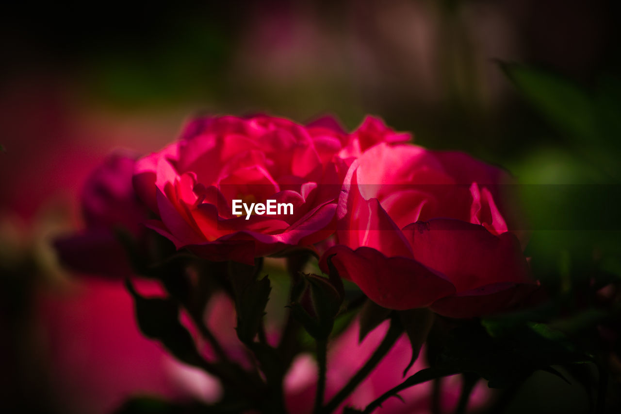 CLOSE-UP OF PINK ROSES