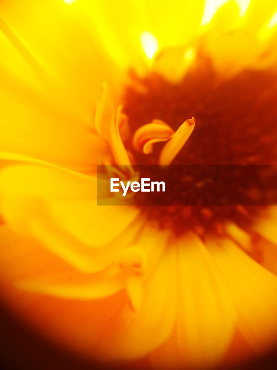 EXTREME CLOSE-UP OF YELLOW FLOWER