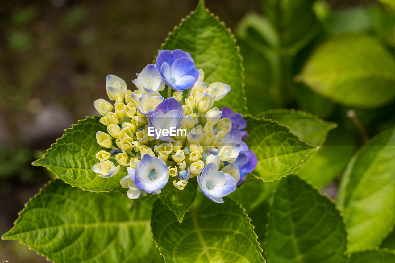 Close-up of purple flowering plant