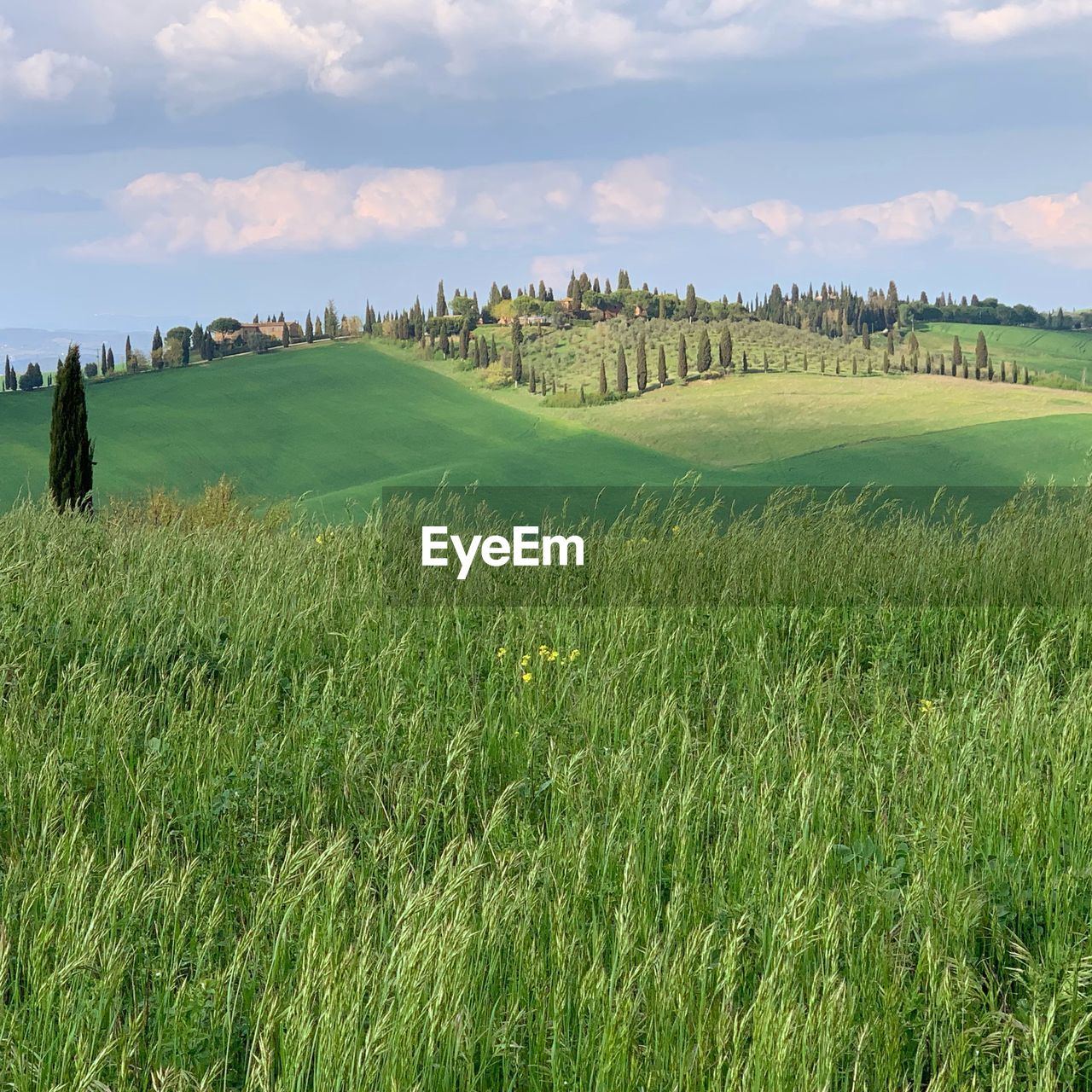 PANORAMIC SHOT OF AGRICULTURAL FIELD