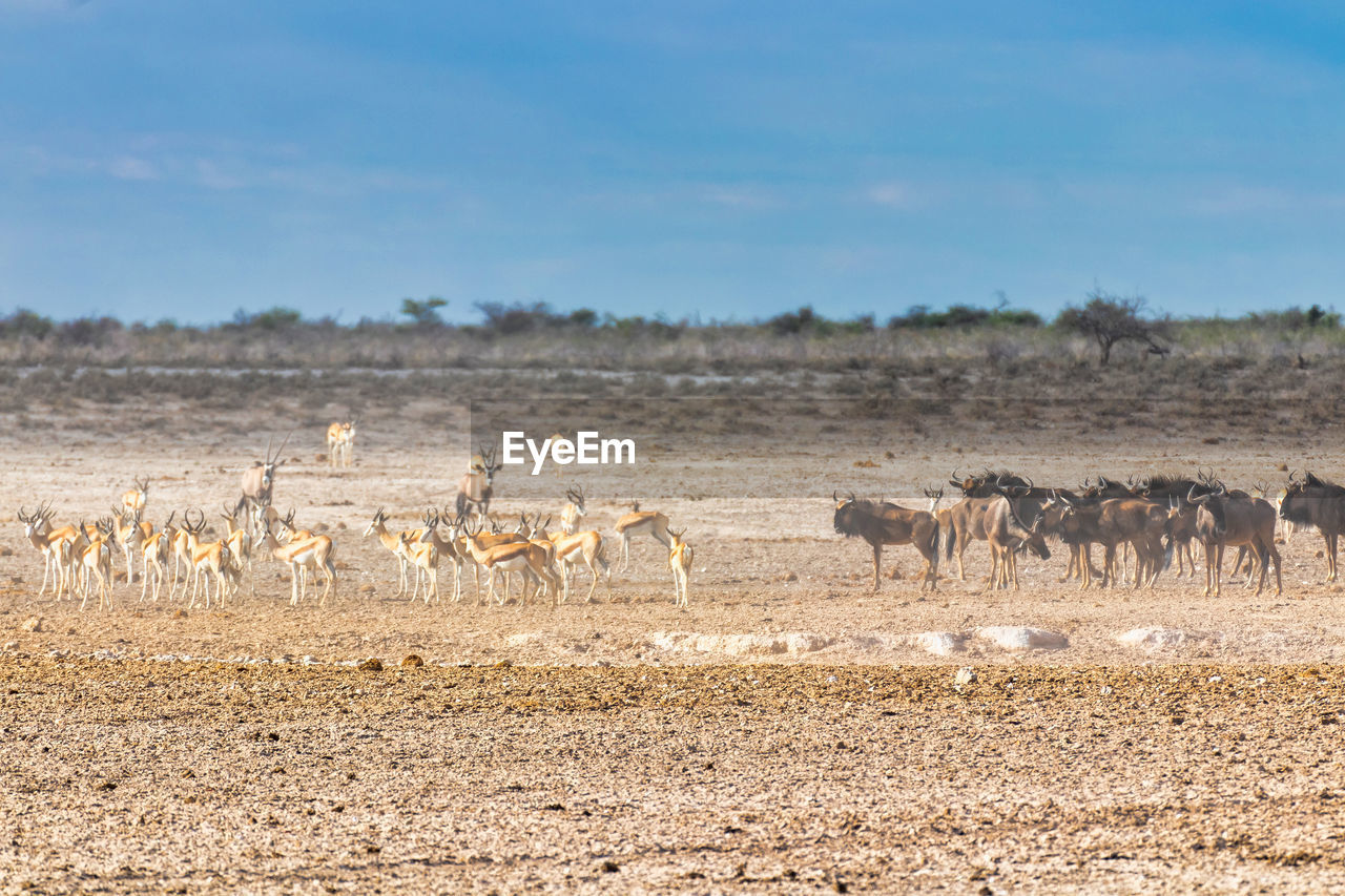 Gazelles vs wildebeest