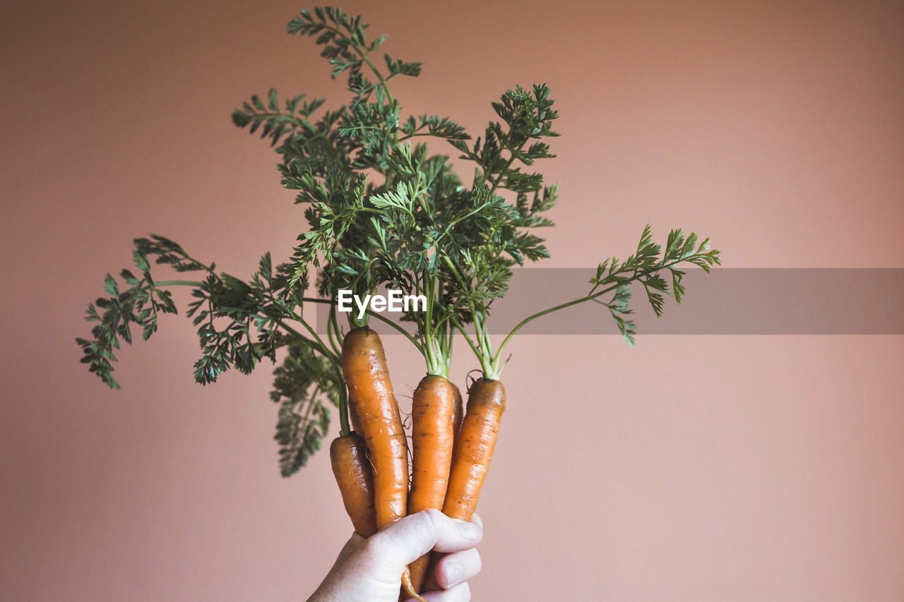 Person holding carrots against orange background