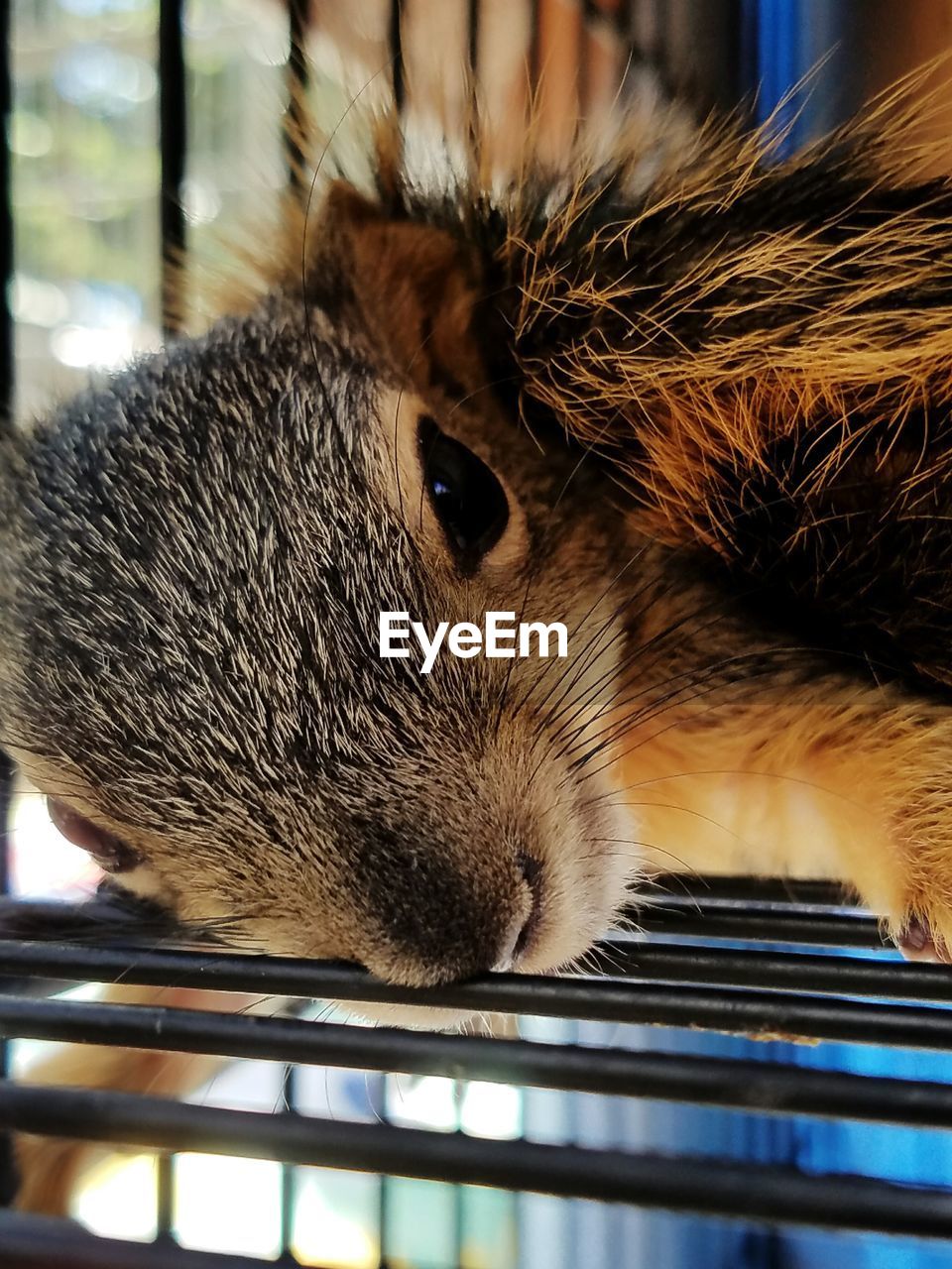 Close-up portrait of rabbit on metal grate