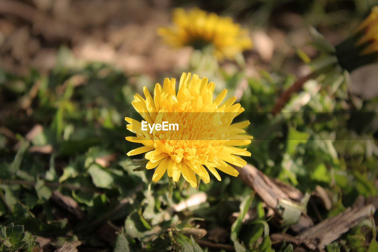 Close-up of yellow flower on field