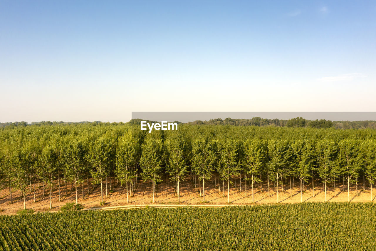 Scenic view of agricultural field against clear sky