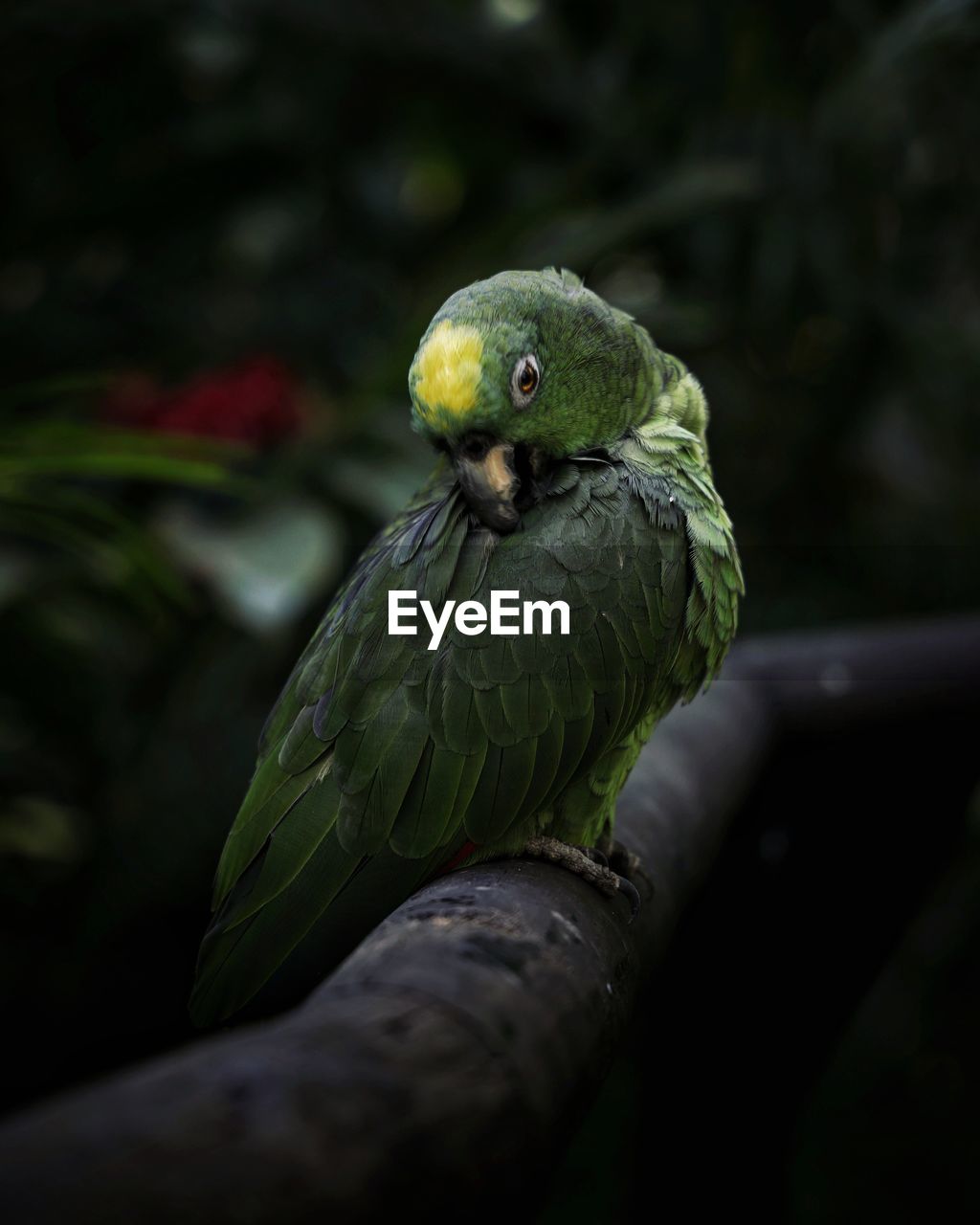 Close-up of parrot perching on tree