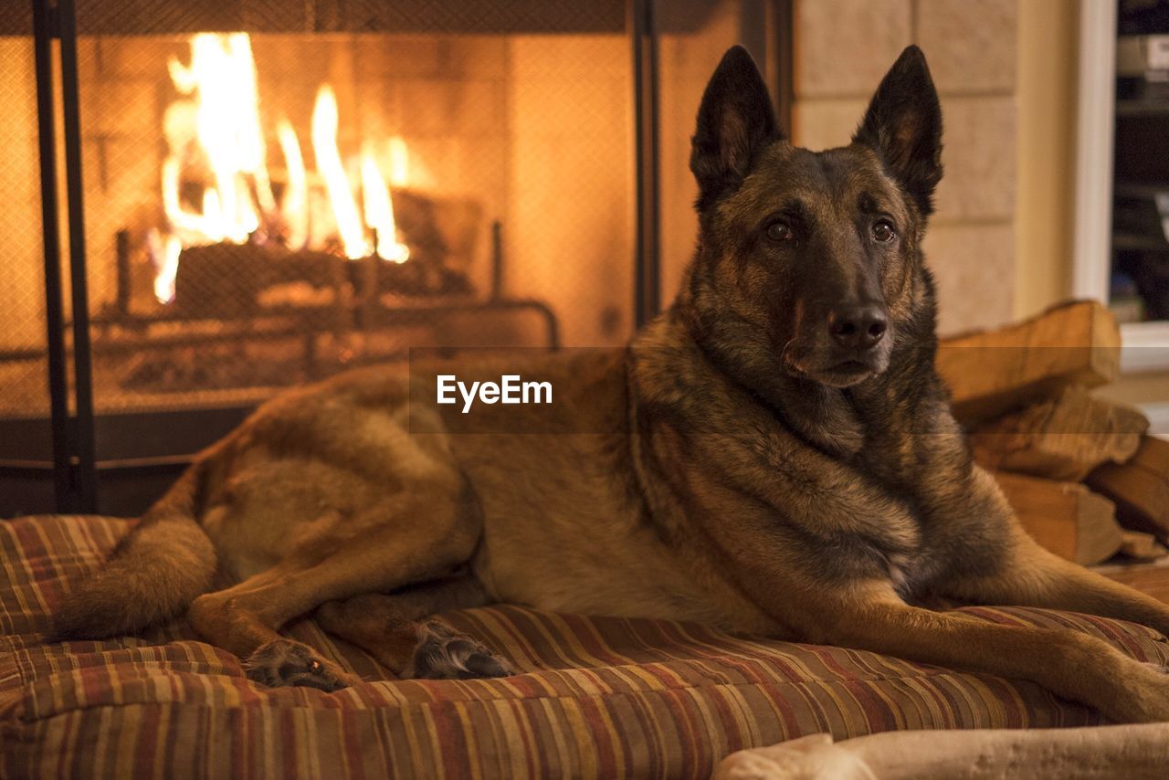 PORTRAIT OF DOG AT HOME