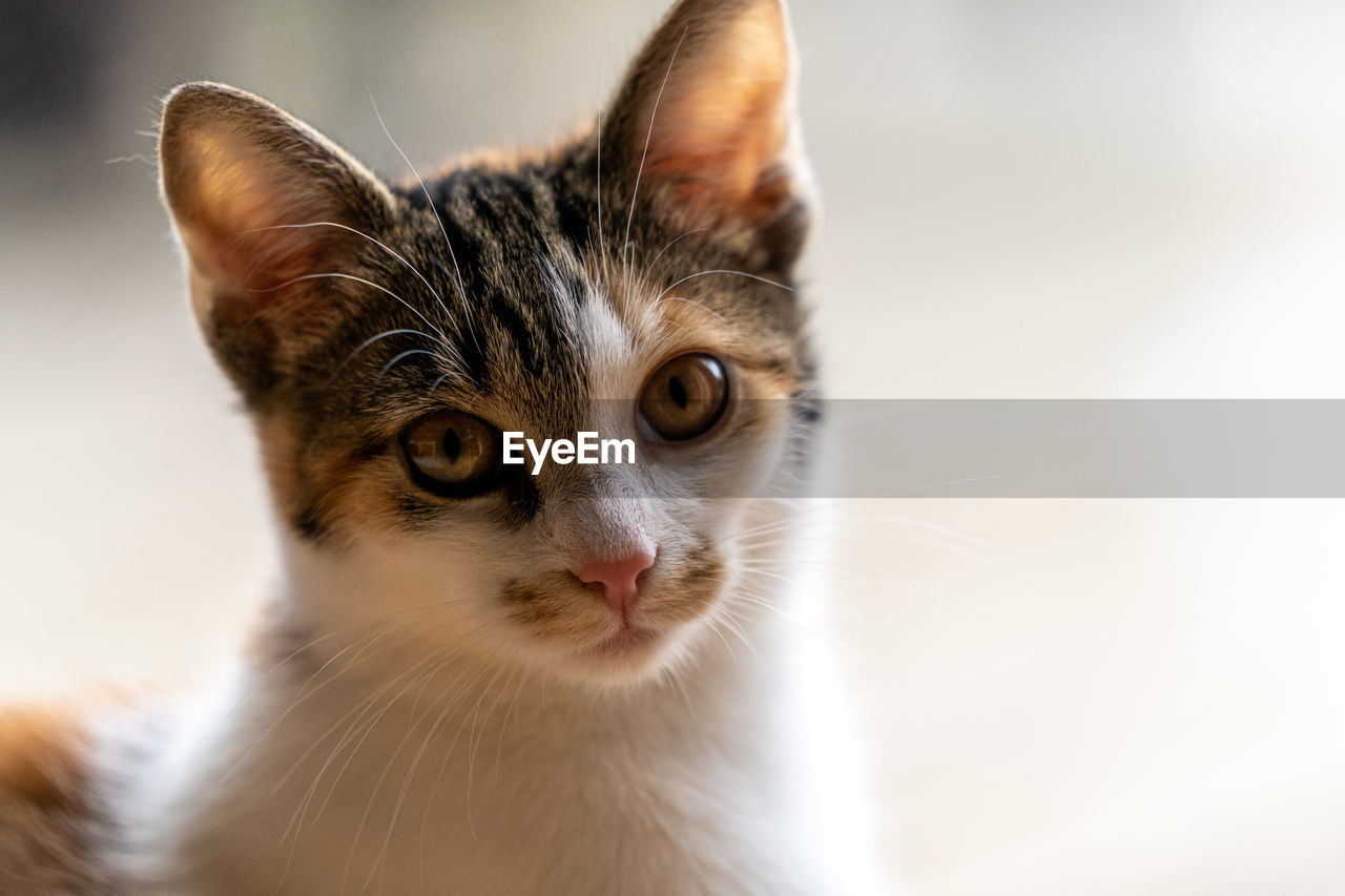 Close-up portrait of a cat