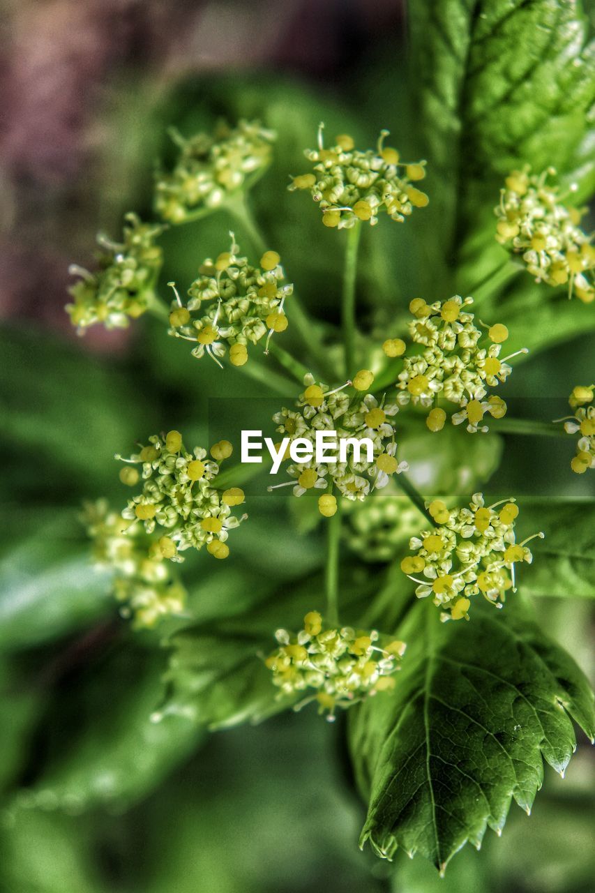 CLOSE-UP OF PLANTS