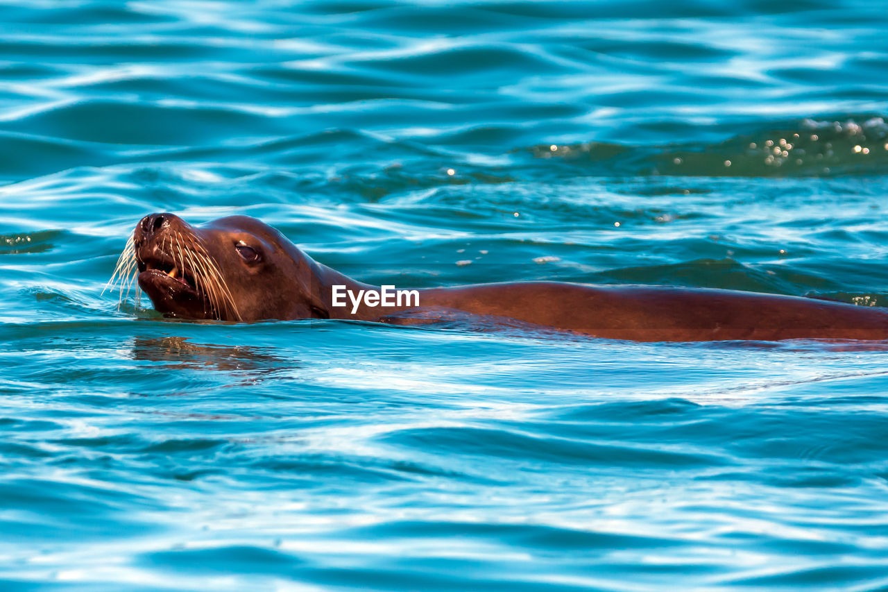 CLOSE-UP OF TURTLE IN SEA