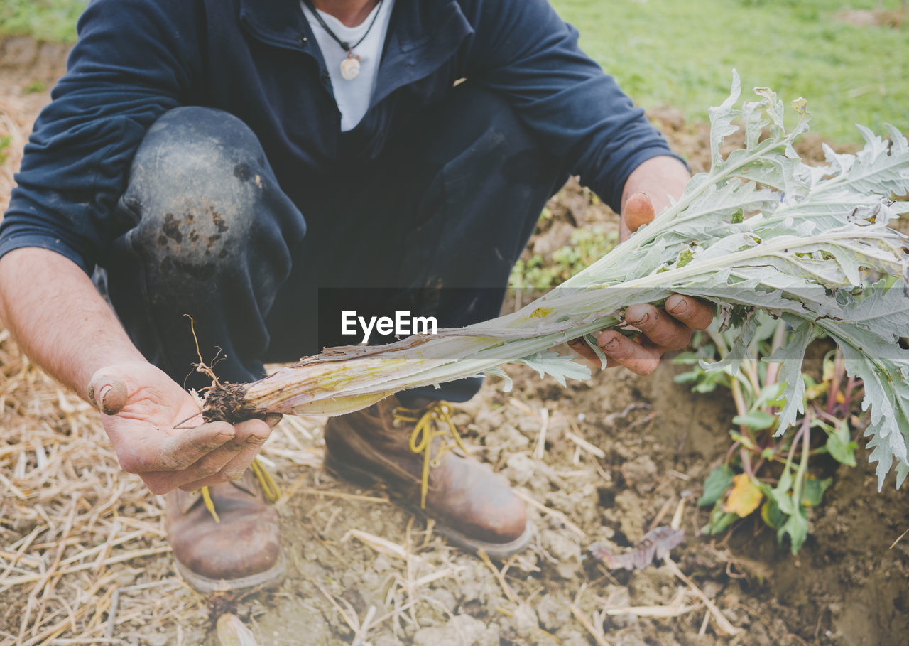 MIDSECTION OF MAN HOLDING PLANTS ON LAND