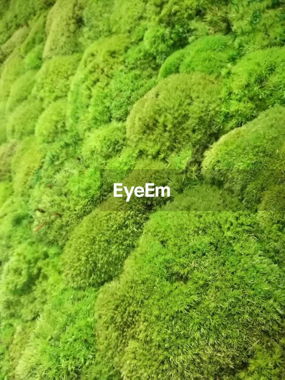 HIGH ANGLE VIEW OF TREES ON FIELD