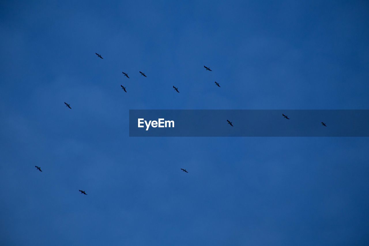 LOW ANGLE VIEW OF BIRDS AGAINST SKY