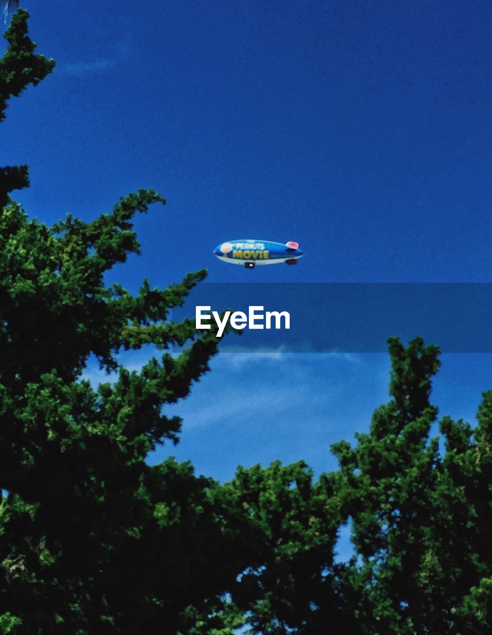 LOW ANGLE VIEW OF TREES AGAINST BLUE SKY