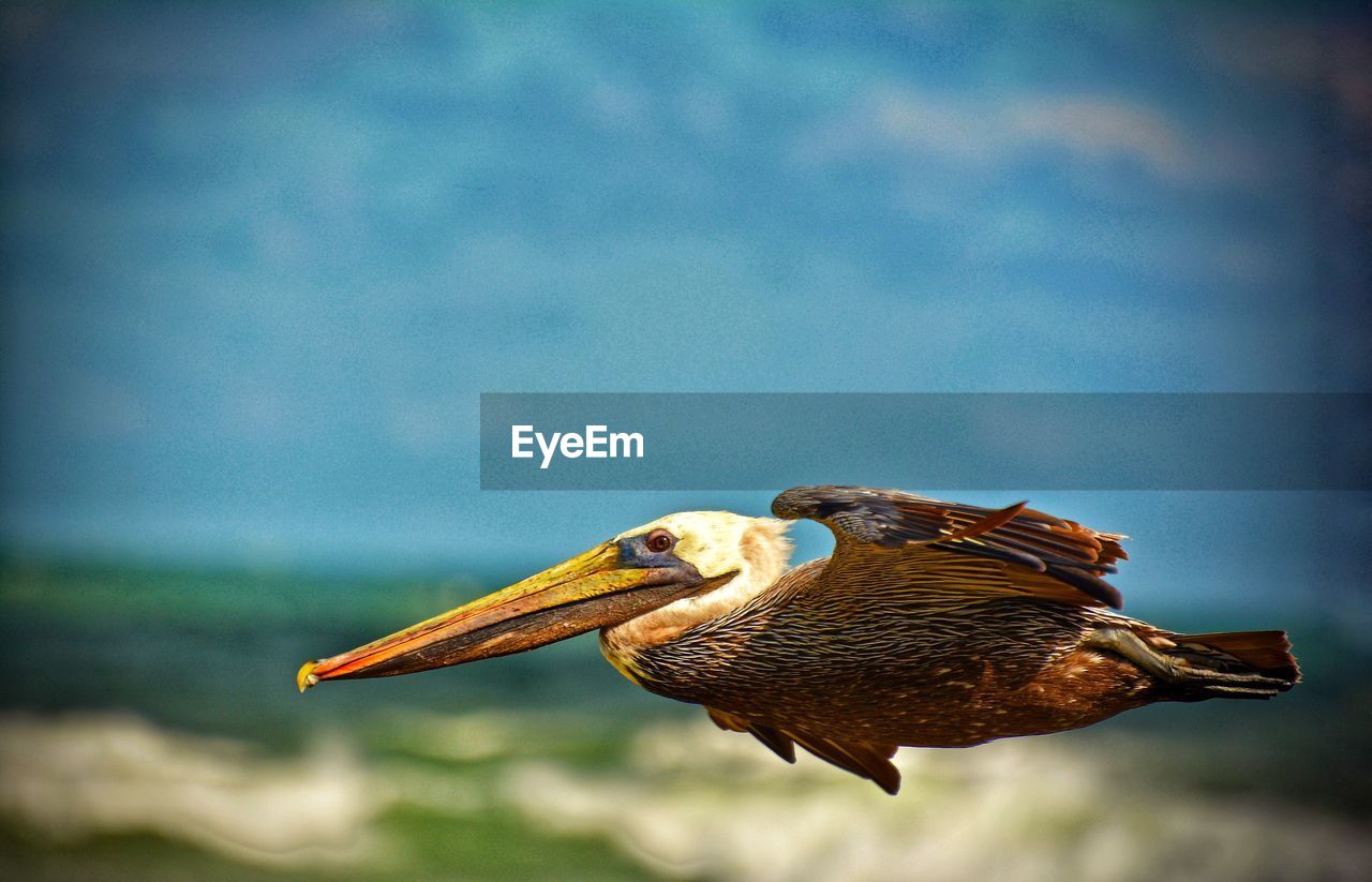 Low flying brown pelican