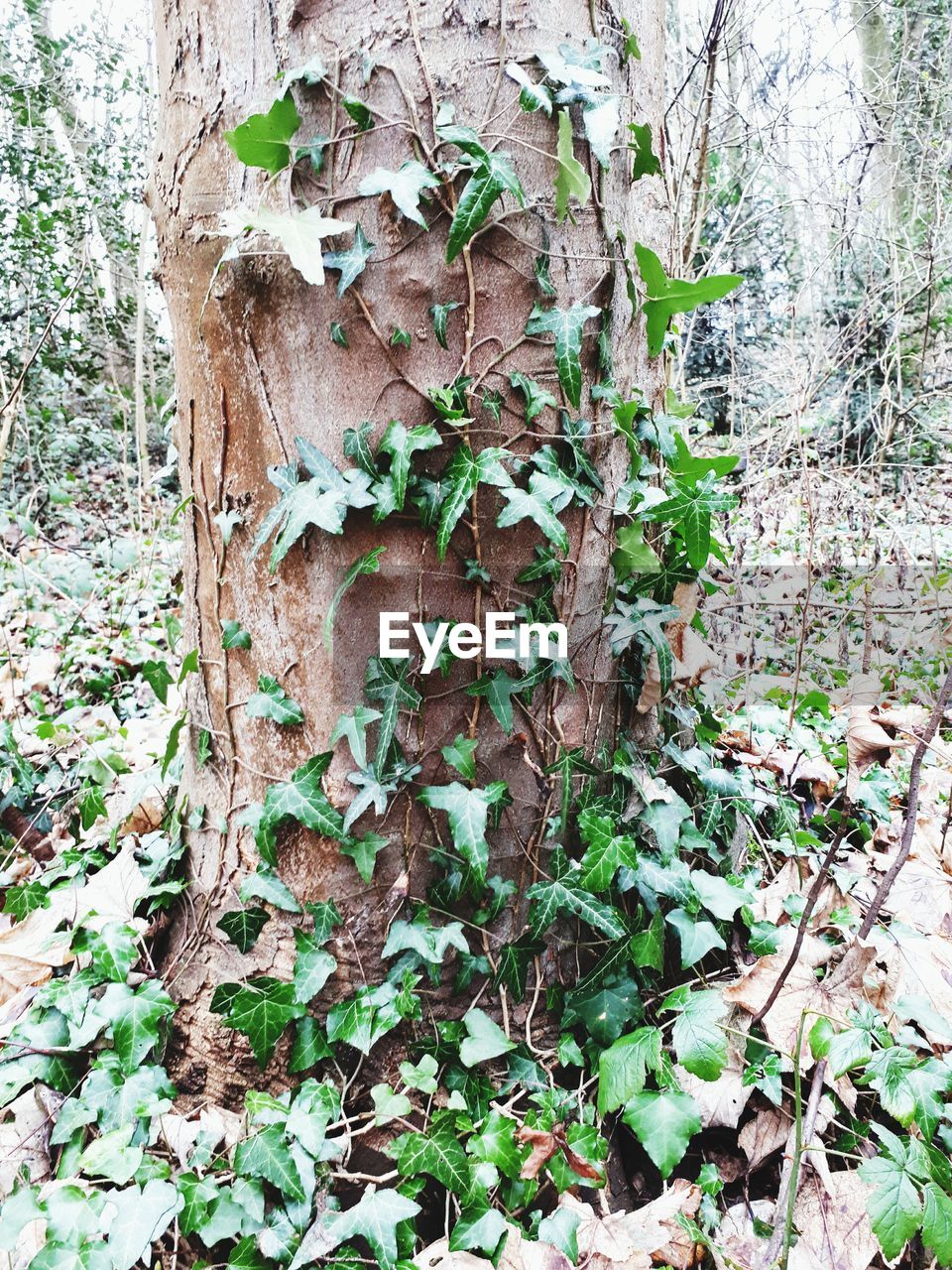 CLOSE-UP OF IVY GROWING ON TREE TRUNK