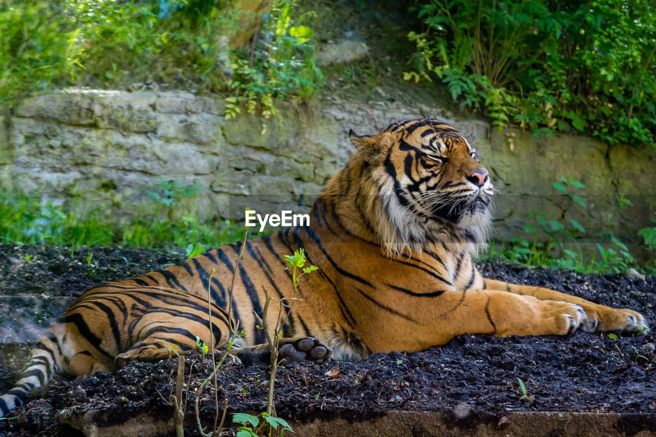 Tiger relaxing on rock in zoo