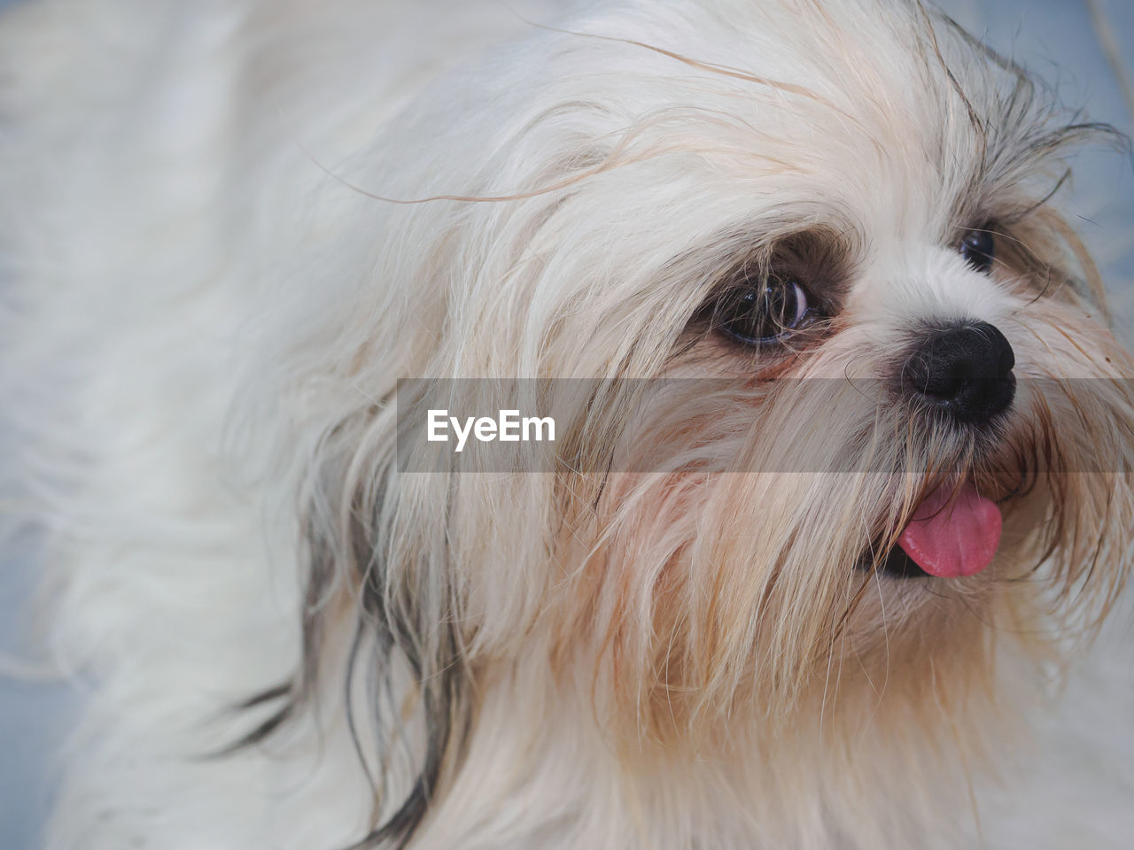 pet, one animal, animal themes, animal, domestic animals, canine, dog, mammal, white, animal hair, löwchen, animal body part, close-up, lap dog, havanese, maltese, portrait, cute, carnivore, no people, animal head, sticking out tongue, morkie, facial expression, looking at camera, focus on foreground