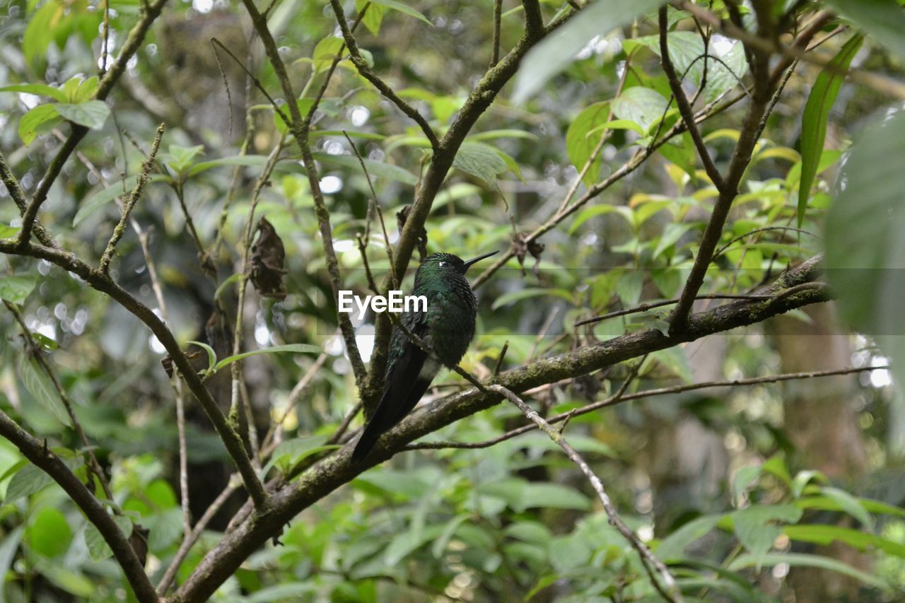 tree, plant, animal wildlife, animal themes, animal, wildlife, bird, branch, one animal, nature, perching, leaf, no people, plant part, flower, green, day, outdoors, focus on foreground, growth, beauty in nature, forest, parakeet, low angle view, rainforest