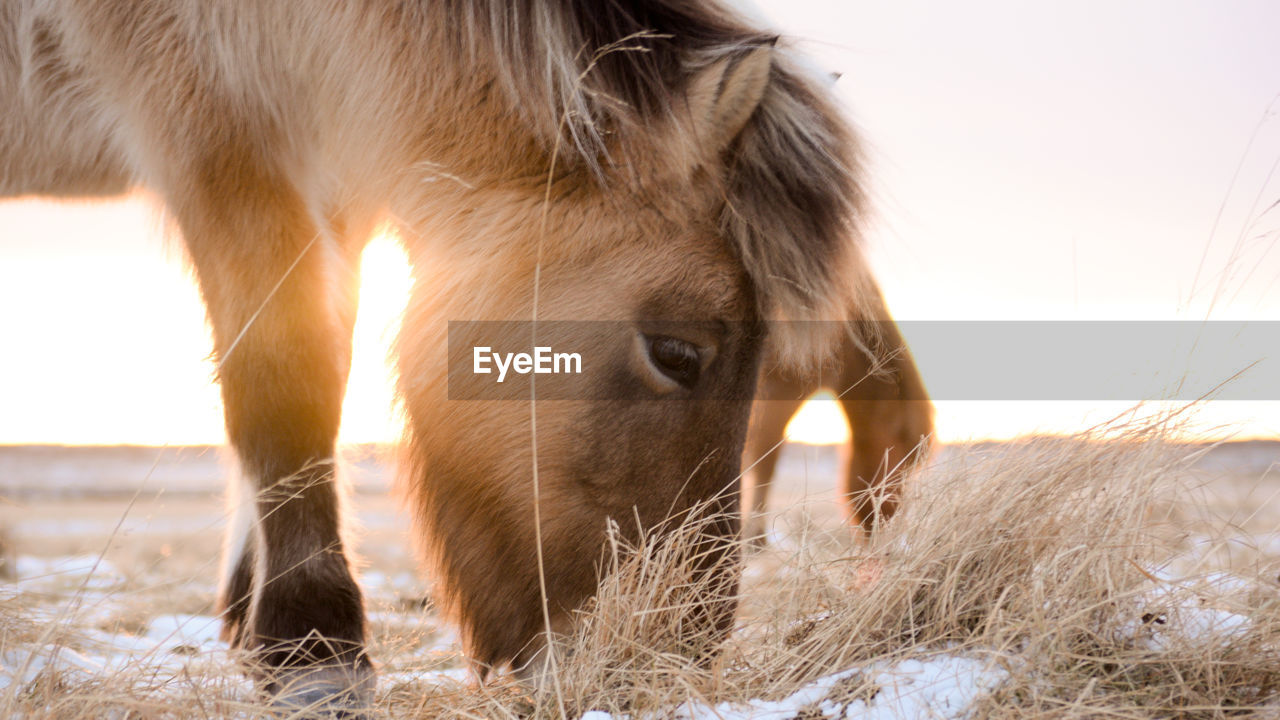 CLOSE-UP OF HORSE STANDING ON FIELD