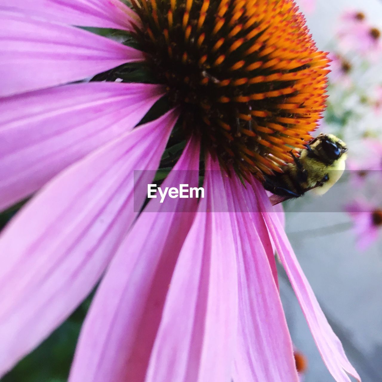 CLOSE-UP OF HONEY BEE ON CONEFLOWER