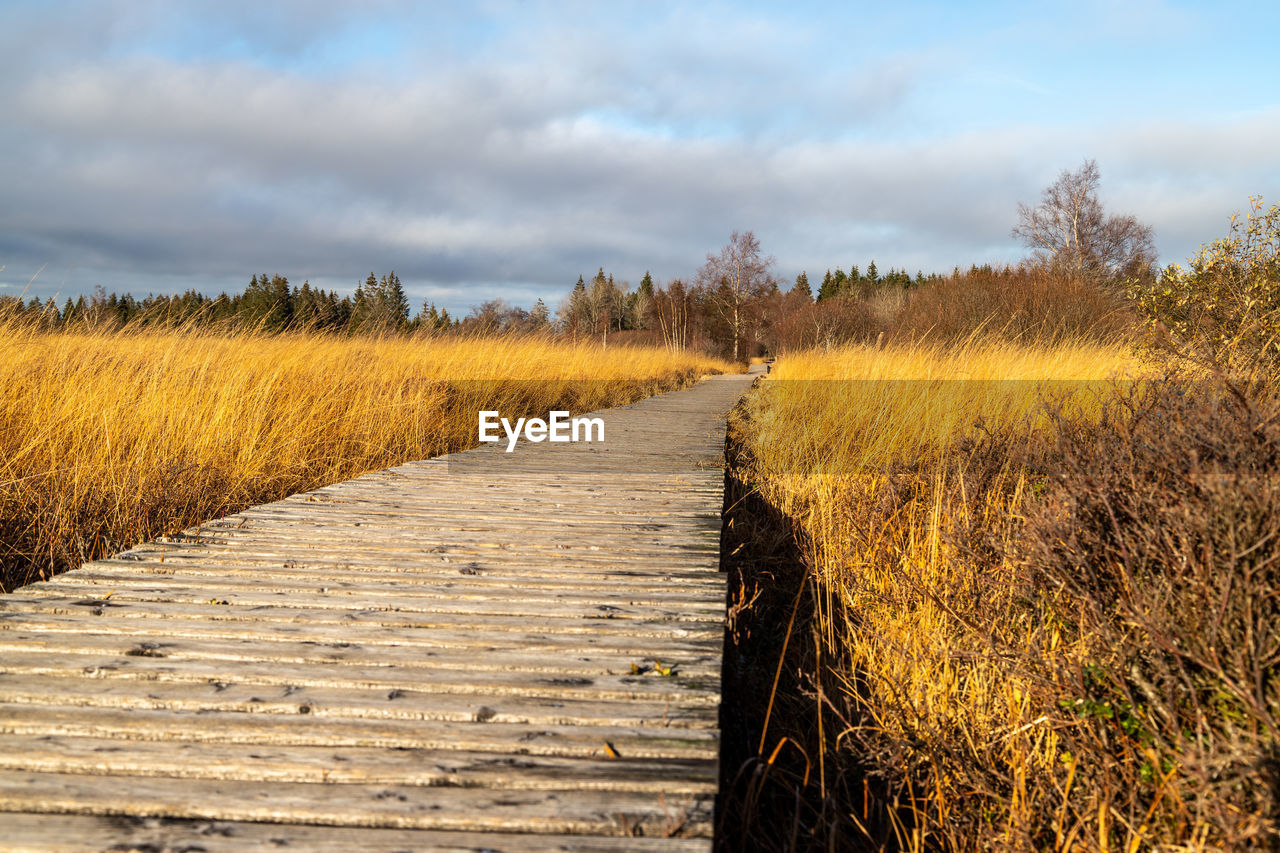 Boardwalk thought the moorland of the high fens in belgium in autumn