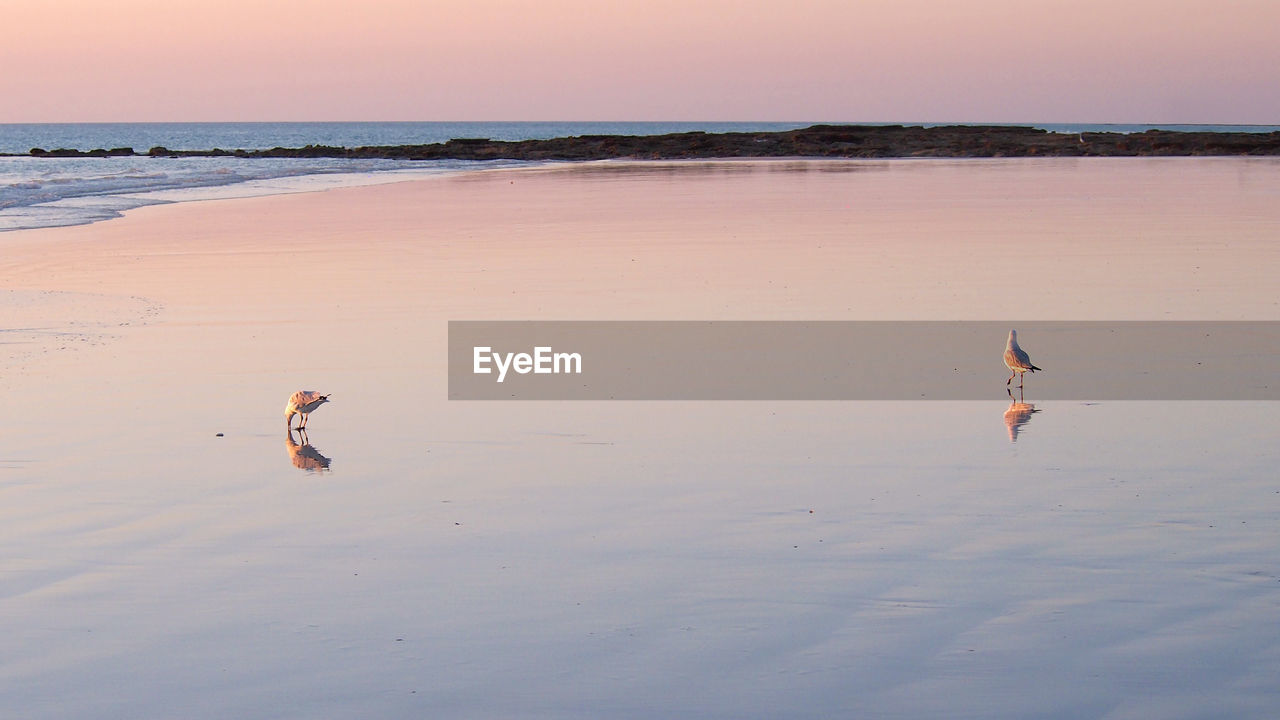 Seagulls on shore at beach