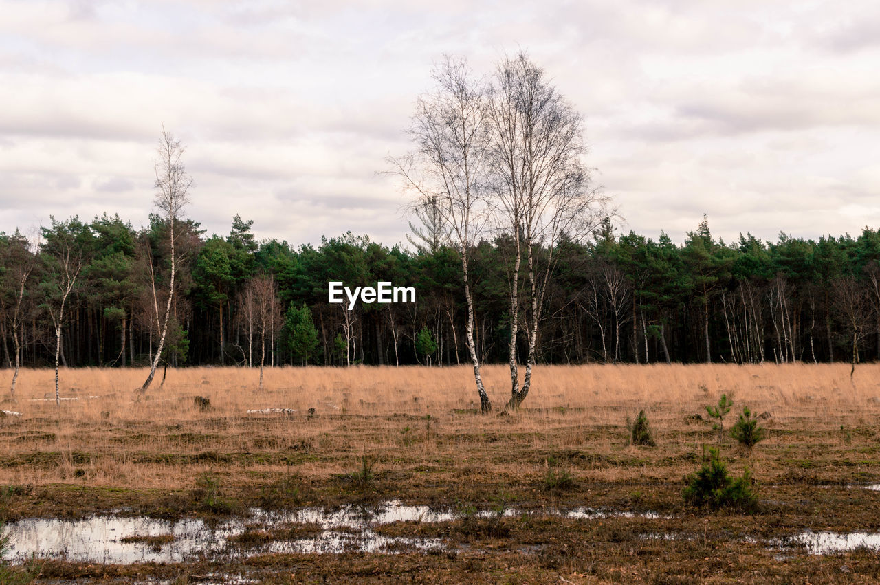 Bare trees on field against cloudy sky