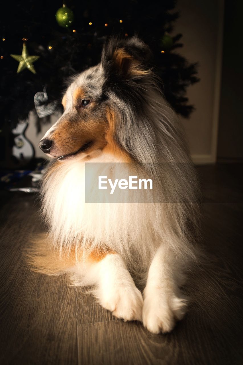 Dog on floorboard against christmas tree in house