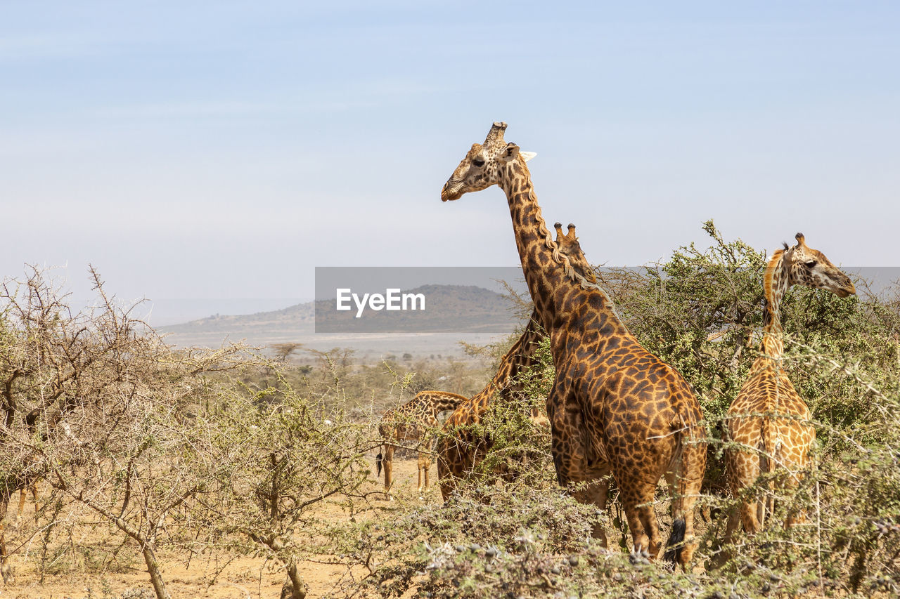 Flock of giraffes at the trees on the savanna