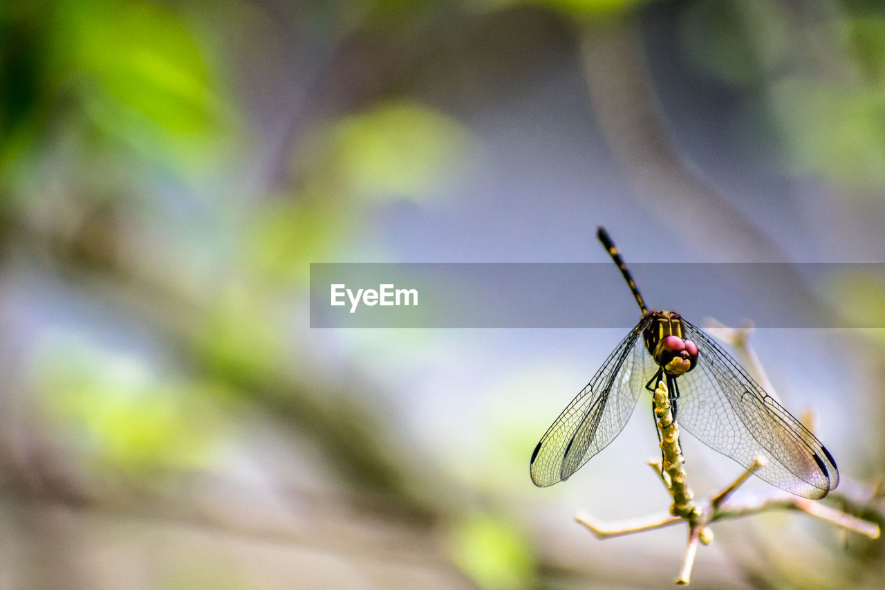 CLOSE UP OF DRAGONFLY