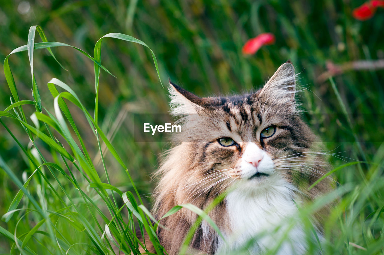 Close-up of a face of a norwegian forest cat in the lall grass. red flowers behind him