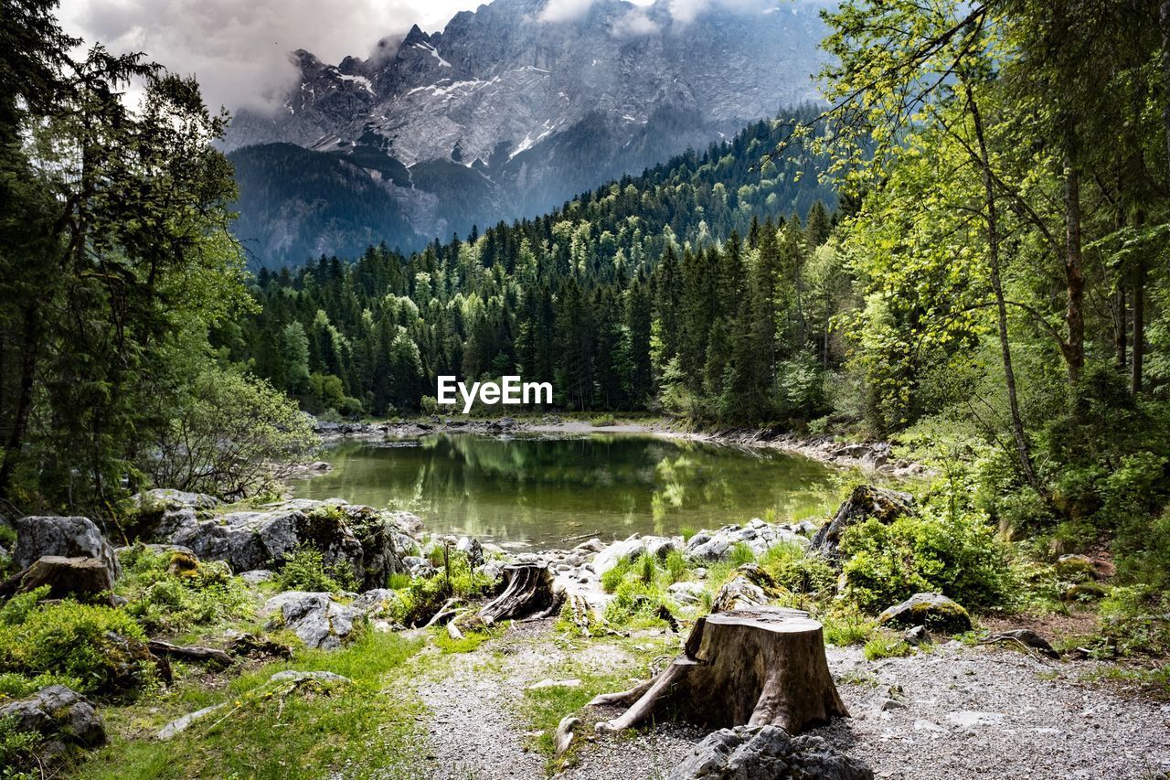 Scenic view of forest against sky