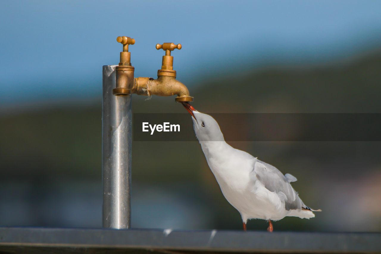 A seagull is drinking from a tab