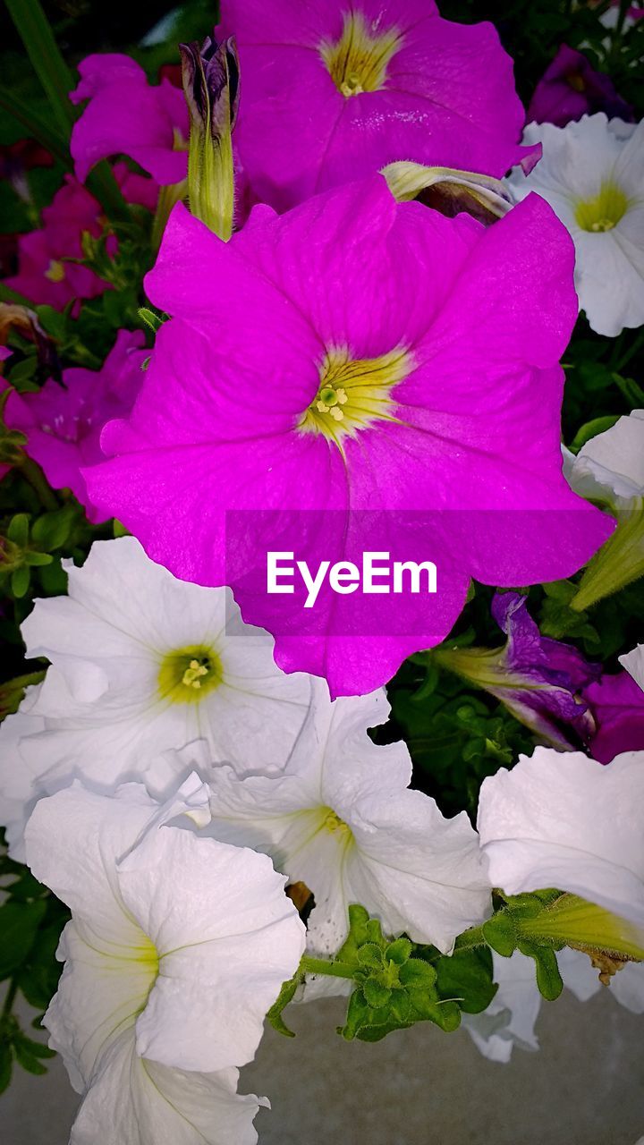 CLOSE-UP OF PINK FLOWER PLANT