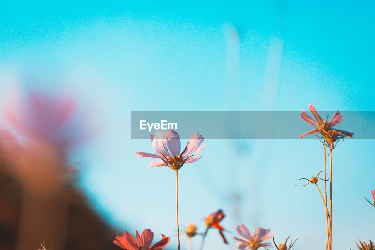 CLOSE-UP OF PINK FLOWERING PLANT AGAINST BLUE SKY