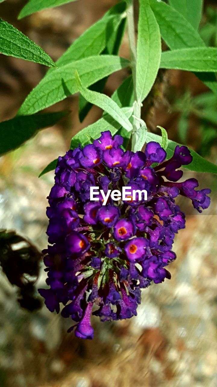 CLOSE-UP OF PURPLE FLOWERS