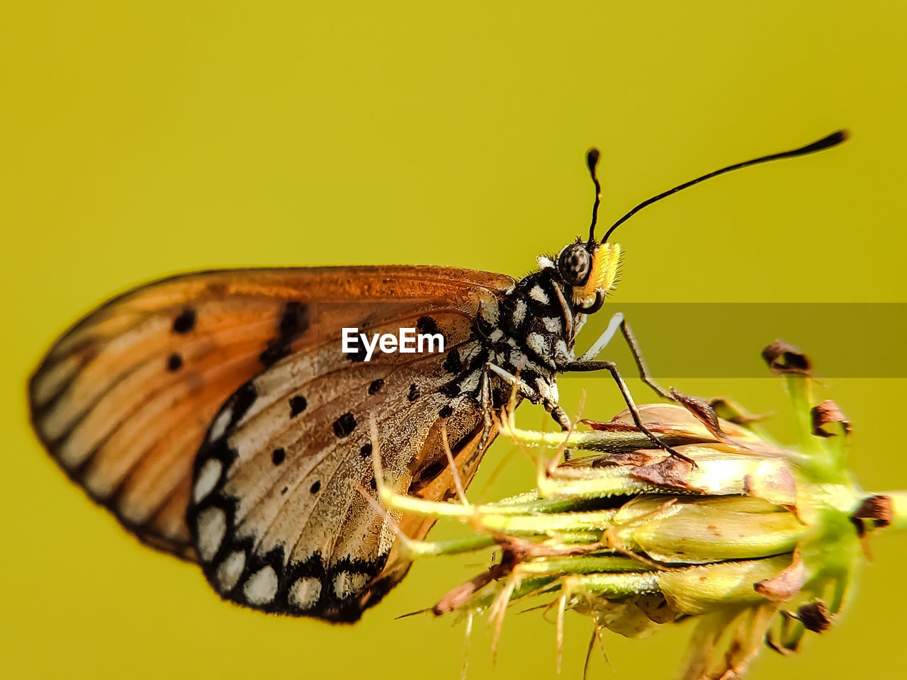 BUTTERFLY ON FLOWER