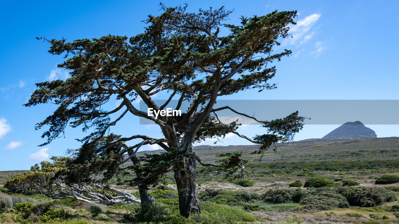 TREE ON FIELD BY MOUNTAIN AGAINST SKY