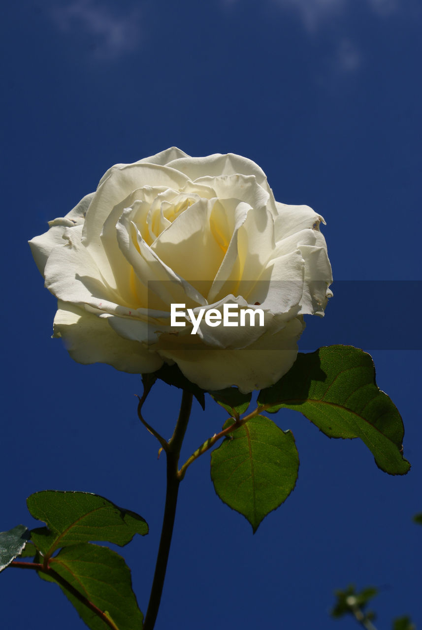 White rose standing out against a stunning blue summers sky.