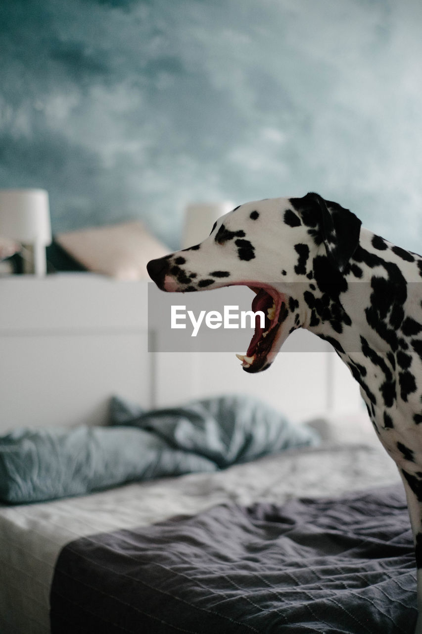 Dog yawning on bed at home