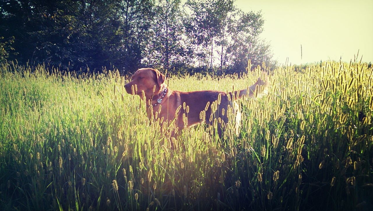 Dog on field