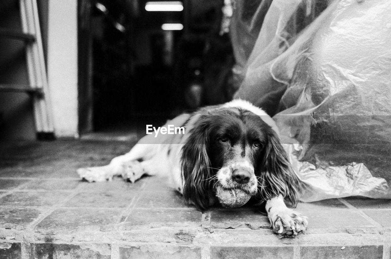 PORTRAIT OF DOG RELAXING IN FLOOR