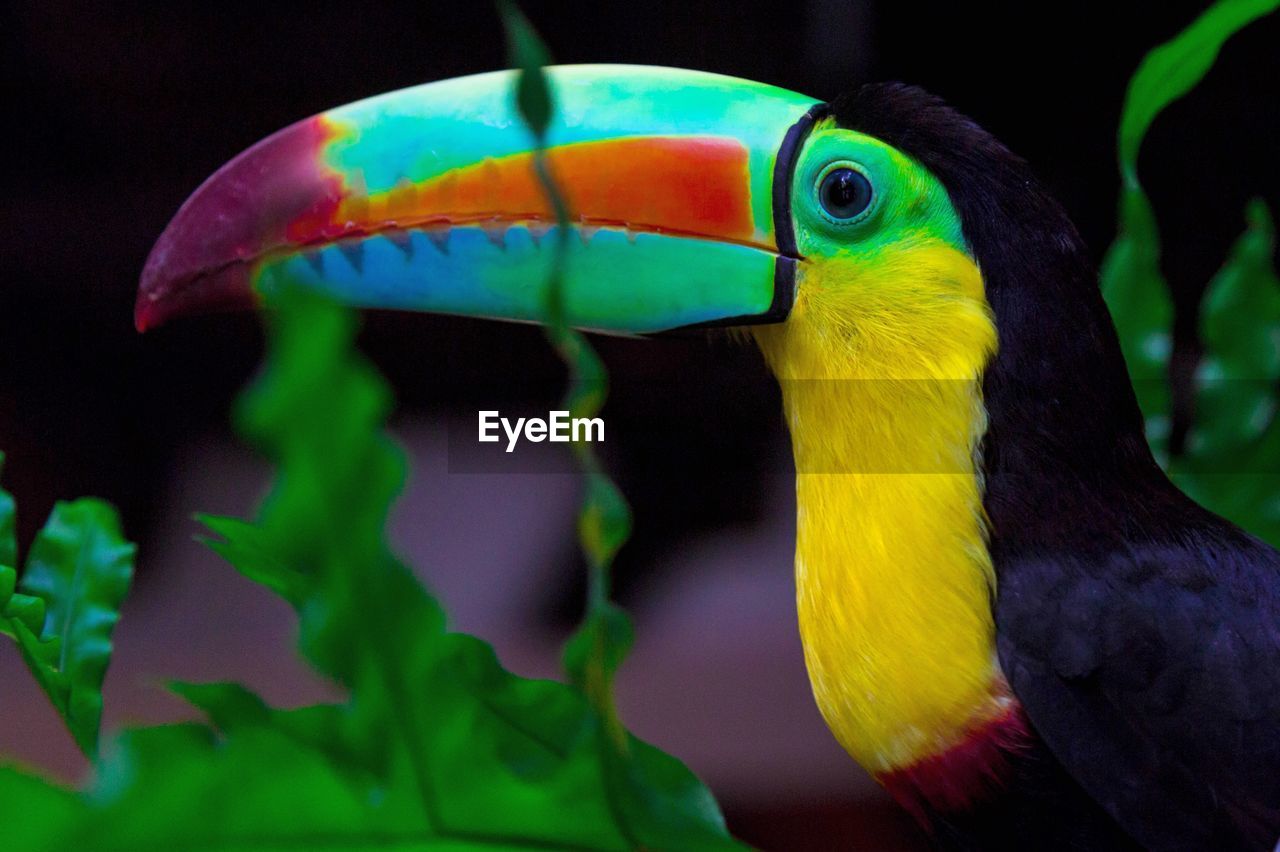 Close-up of a toucan surrounded by leafs