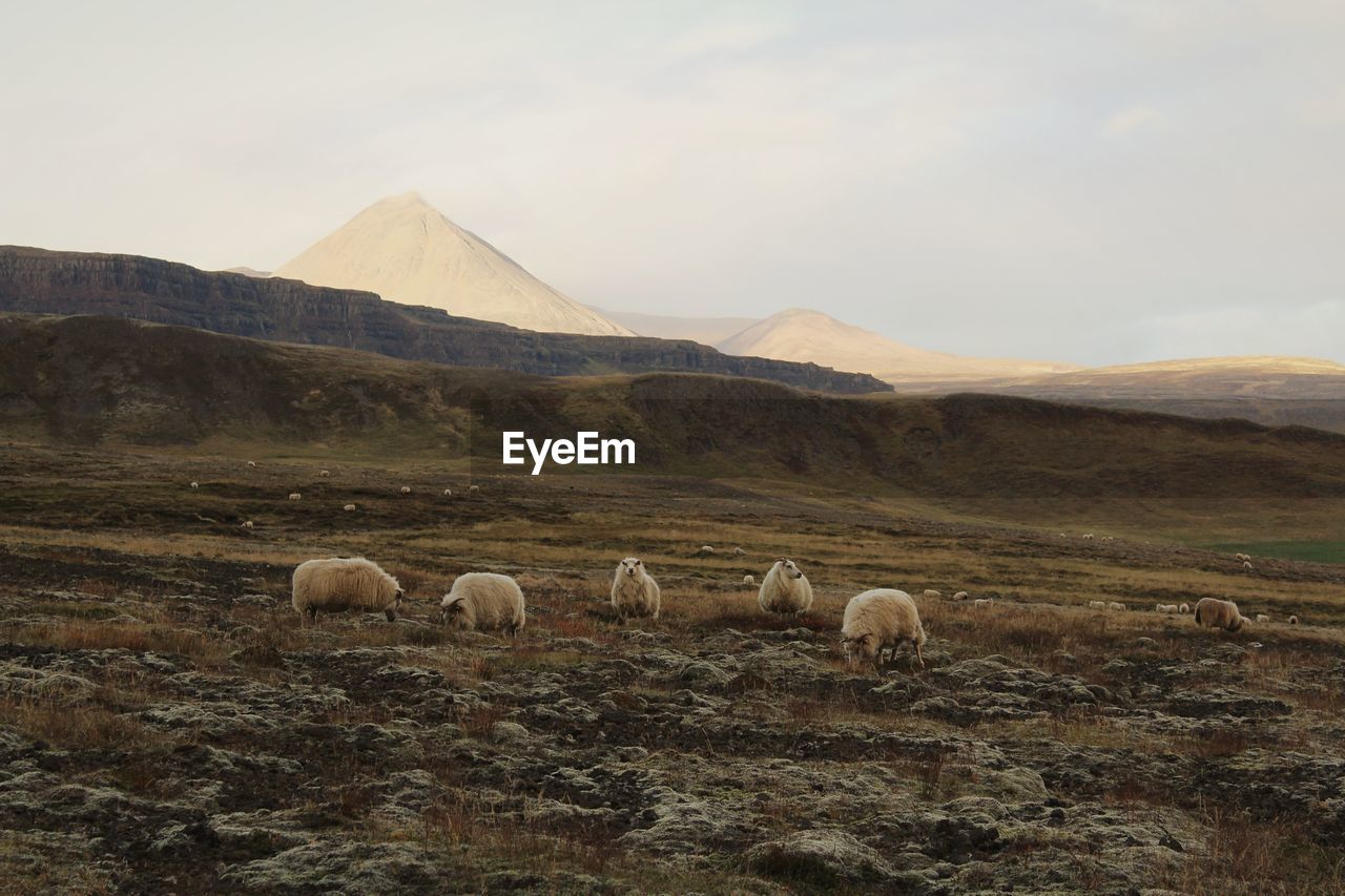 Sheep in a field in iceland