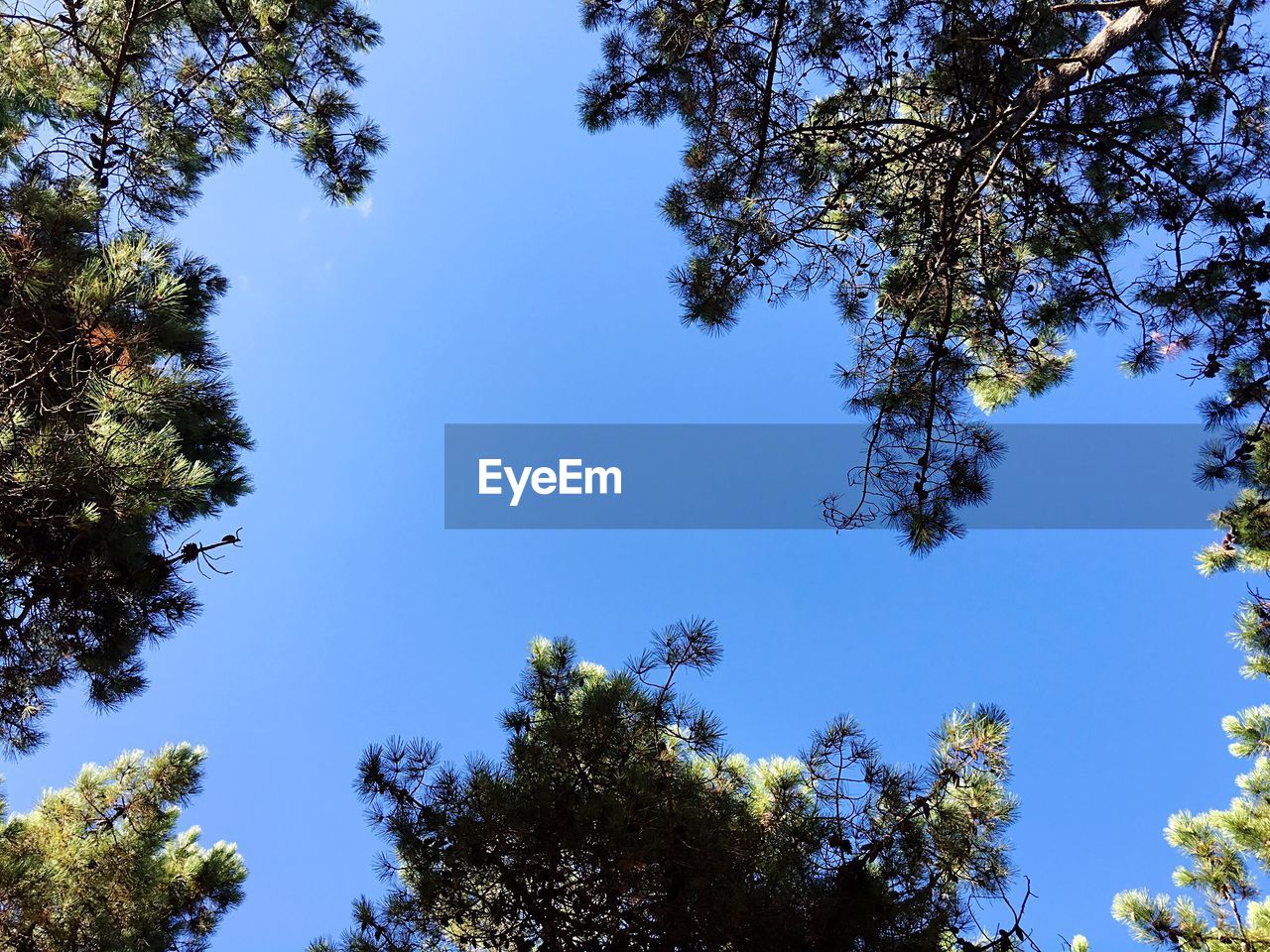 Low angle view of trees against blue sky