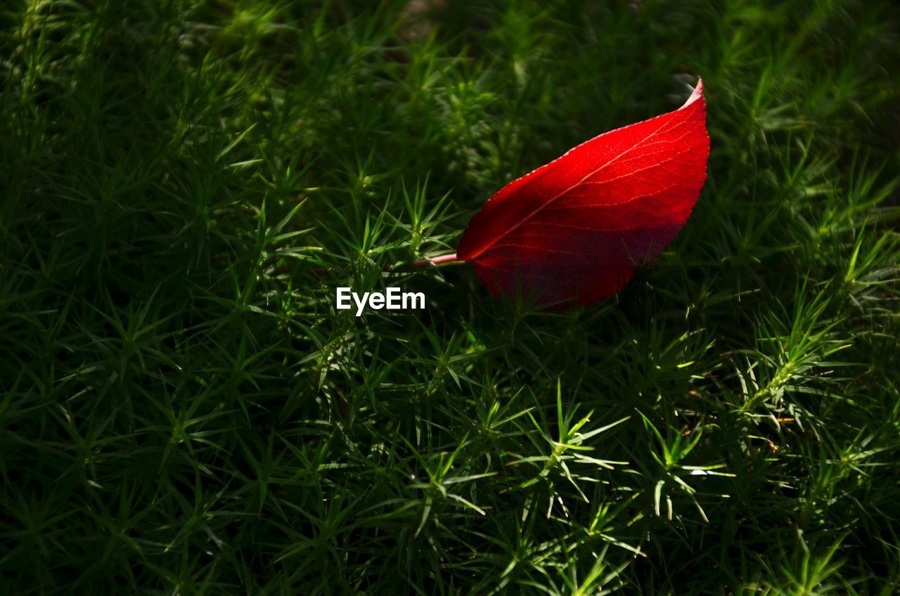 CLOSE-UP OF RED FLOWER