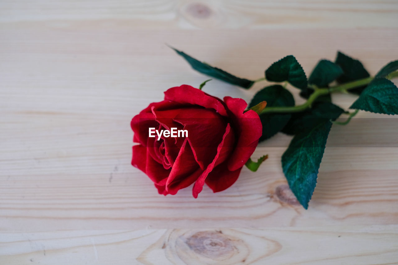 CLOSE-UP OF ROSE BOUQUET ON PLANT