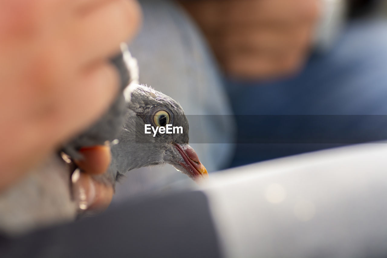 CLOSE-UP OF BIRD ON FINGER