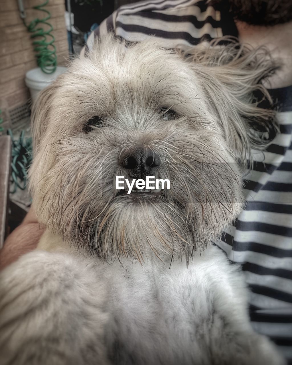 CLOSE-UP OF DOG WITH HAND